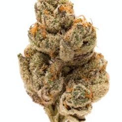 Do Si Dos Strain