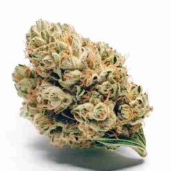 Jack Herer (Indoor Exotic)