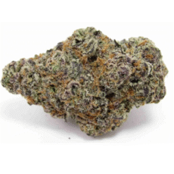 Glitter Bomb (Indoor Exotic)