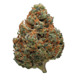 Durban Poison (PREMIUM EXOTIC)