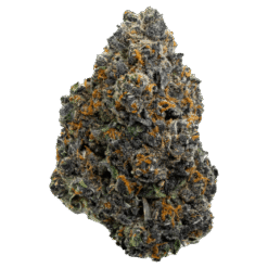 Cereal Milk (Indoor Exotics)
